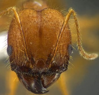 Media type: image;   Entomology 34259 Aspect: head frontal view